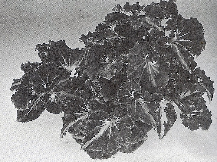 B. ‘Commanche’
